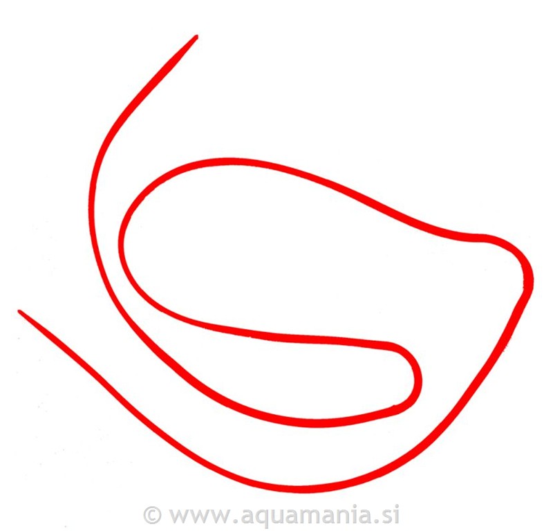 TRAK ZA OČALA - SILIKONSKI - RDEČ - HEAD